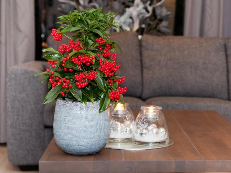 soins à domicile ardisia