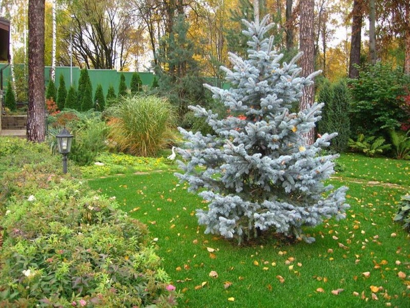 épinette bleue dans le jardin