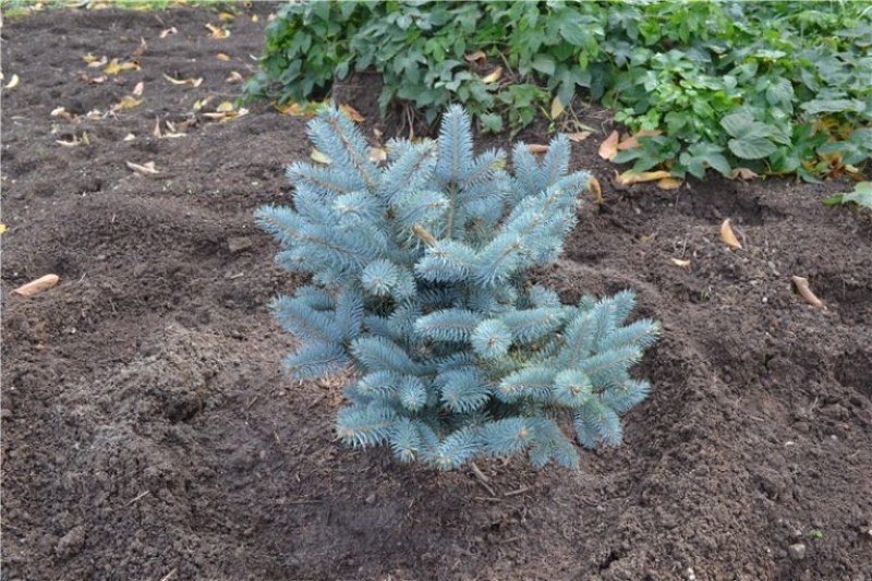 planter une épinette bleue