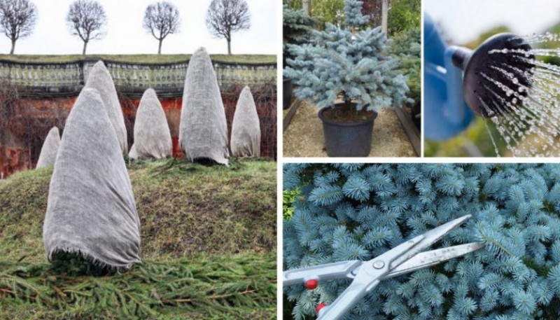 comment prendre soin de l'épinette bleue