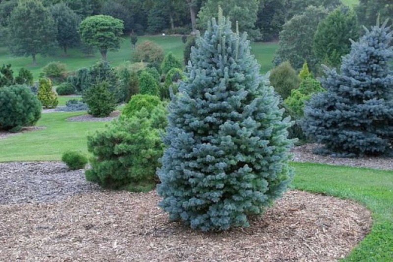 plantation et entretien de l'épinette bleue
