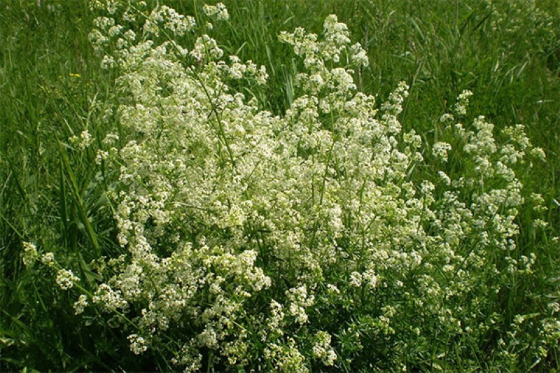 colcha de flores del norte