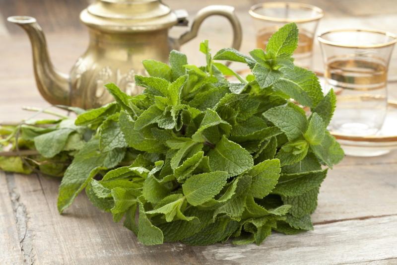 propriétés bénéfiques et contre-indications de la menthe poivrée