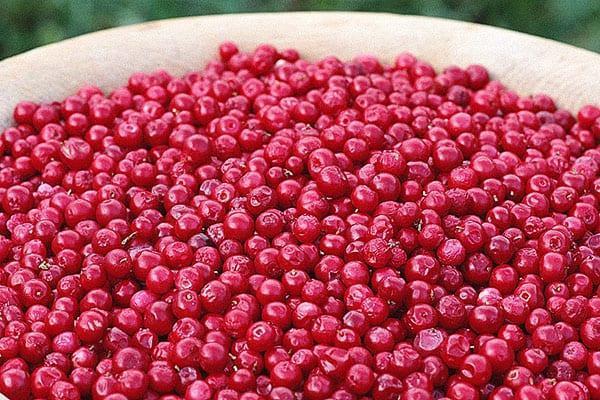 ordenar las bayas de arándano rojo
