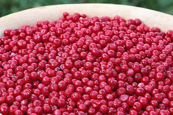 ordenar las bayas de arándano rojo