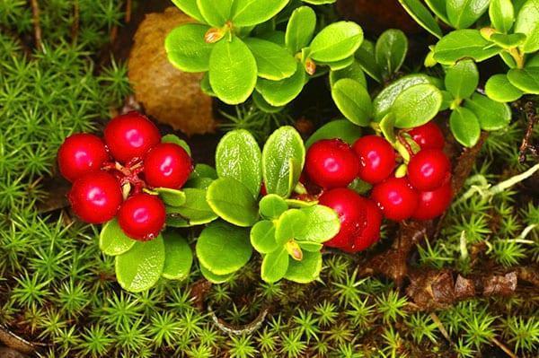 bayas de arándano rojo para compota