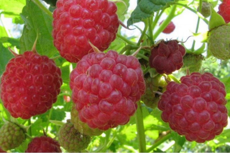 Description de la variété de framboise barnaul