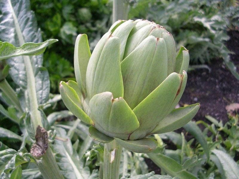 la alcachofa es una planta termofílica
