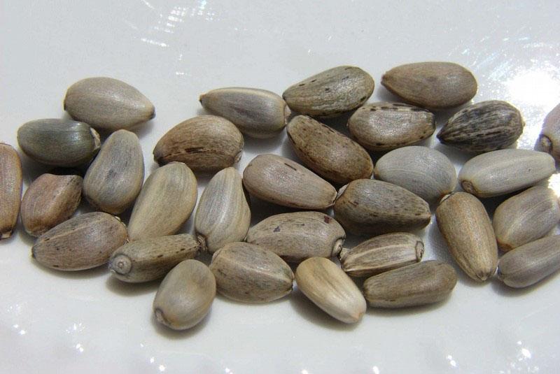 semillas de alcachofa