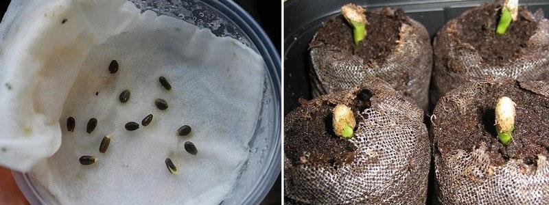 germinación de semillas de alcachofa