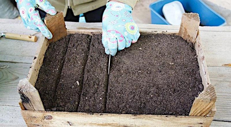 plantar alcachofa en cajas
