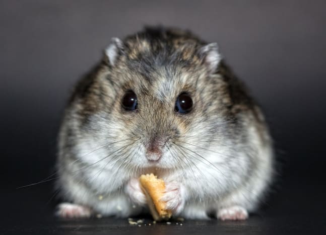 Ich wurde von einem Forschungslabor gebeten, 3 identische Hamster zu tätowieren. Wie ein kleines Symbol auf zwei von ihnen, sodass jeder unterschieden werden konnte. Ich war mir nicht sicher, ob es echt war oder nicht, da die Interaktion über das Telefon erfolgte. Ich habe im Laufe der Jahre ein paar echte Charaktere tätowiert, darunter einen, der immer wieder das gleiche Tattoo bekam (ein Tigerkopf) und schließlich nur kleine Punkte bekam, um sie alle auszufüllen, und ein anderer, der vertikal und horizontal wurde Linien an verschiedenen Körperteilen, um sich selbst größer erscheinen zu lassen. Er sprach davon, sich zusätzliche Zähne implantieren zu lassen, damit er die Nahrung effizienter verarbeiten konnte und wollte, dass ich sein Schüler sei. Unterjagd1860