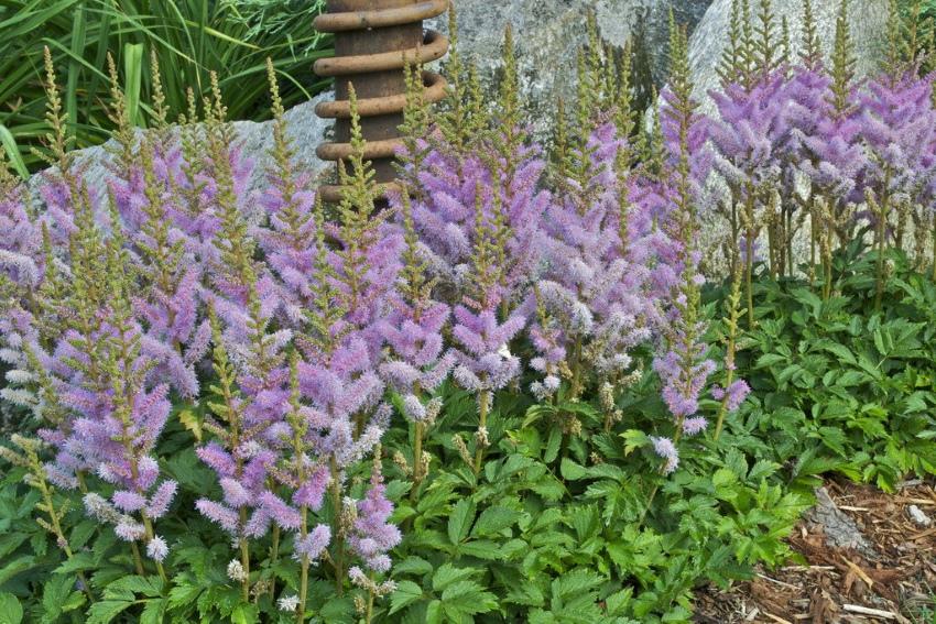 lilas astilbe