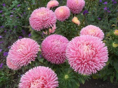 aster chrysanthelle chinoise