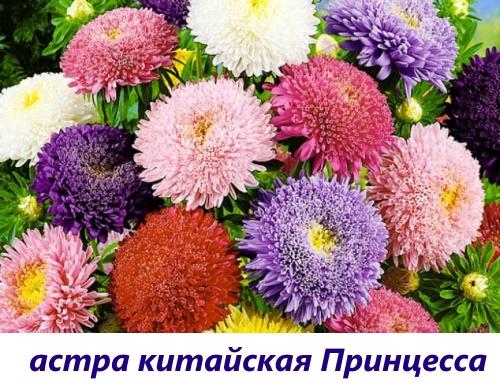 princesse chinoise aster