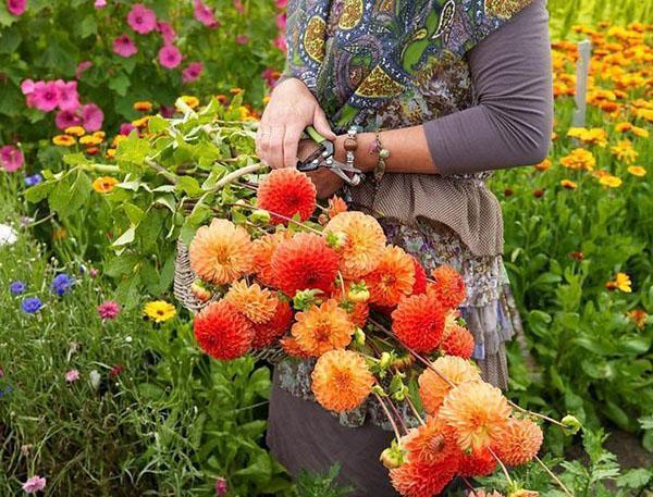 trabajar en macizos de flores en agosto
