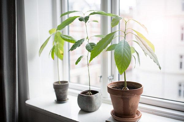 árbol de aguacate sin hueso