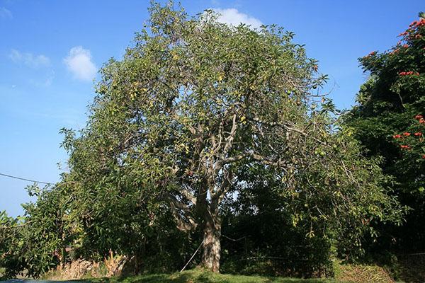 árbol de aguacate en la naturaleza