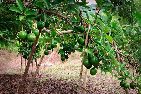 avocatier en fruits