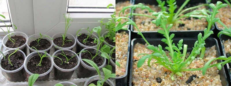 plantules en croissance de brachycome
