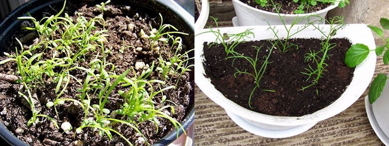 pousses de brachicome