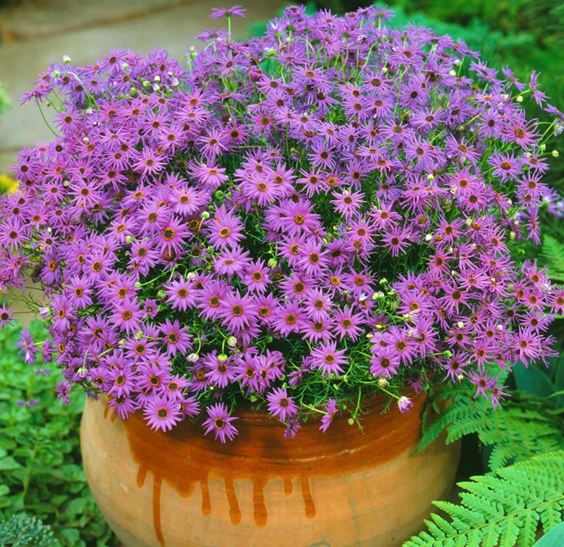 brachycome en pot