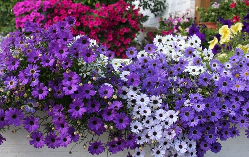 floraison luxuriante