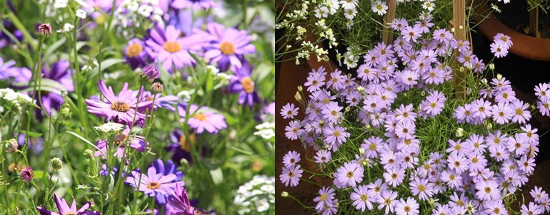 floraison délicate