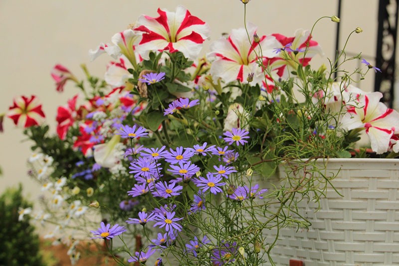 compositions florales