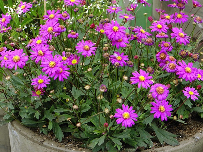 plante et aster de la famille s