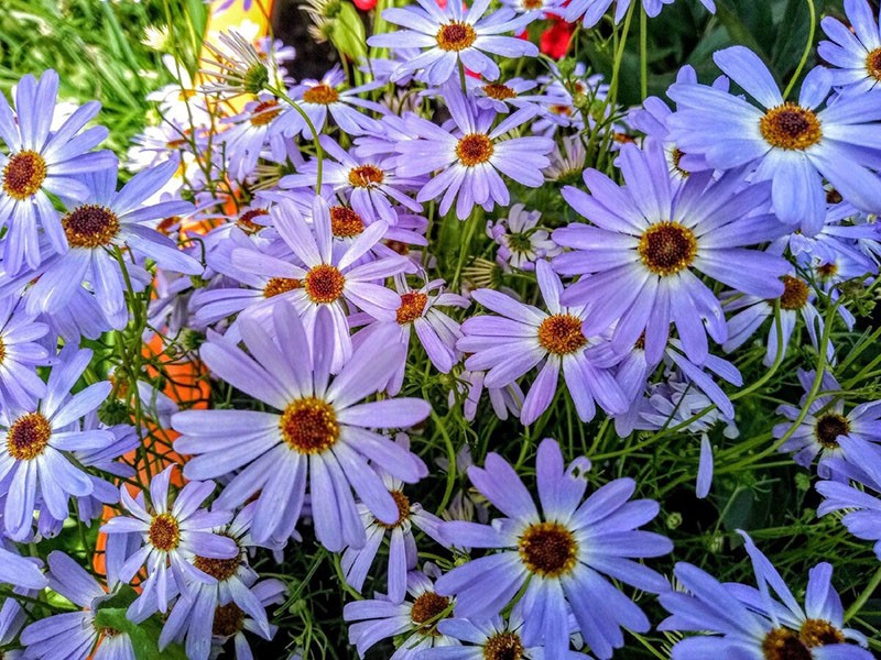 fleurs au parfum délicat