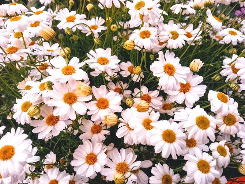 brachycome blanc