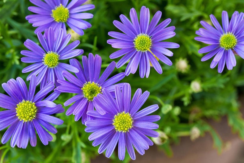 brachycome violet