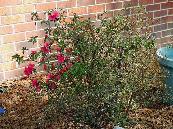 Los arbustos de azalea de hoja perenne se abren en primavera