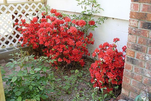 La azalea de jardín ama la luz, pero no los rayos directos del sol.