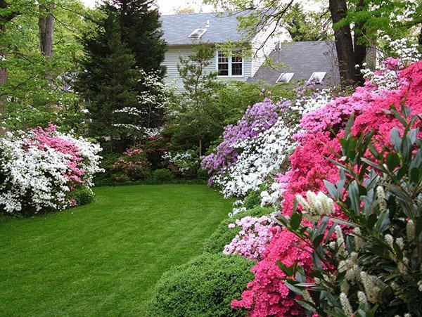 Las azaleas crecen bien junto al tilo, el roble y el abeto.