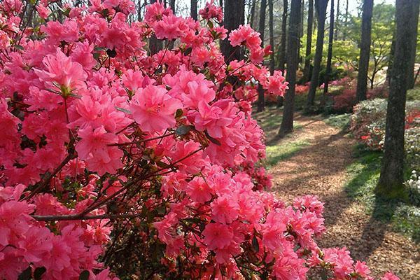 La azalea de jardín tiene un sistema de raíces superficial.