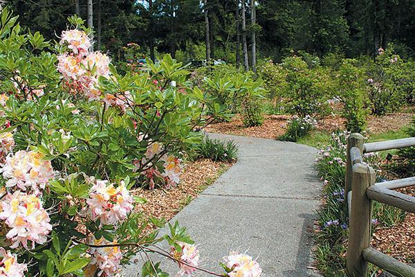 Azalea floreció en el jardín