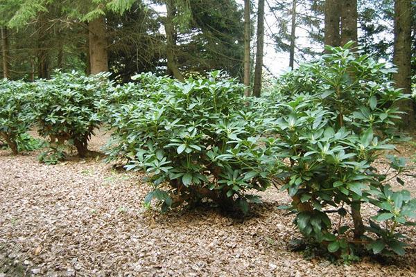 El suelo alrededor de la azalea del jardín está cubierto con mantillo.