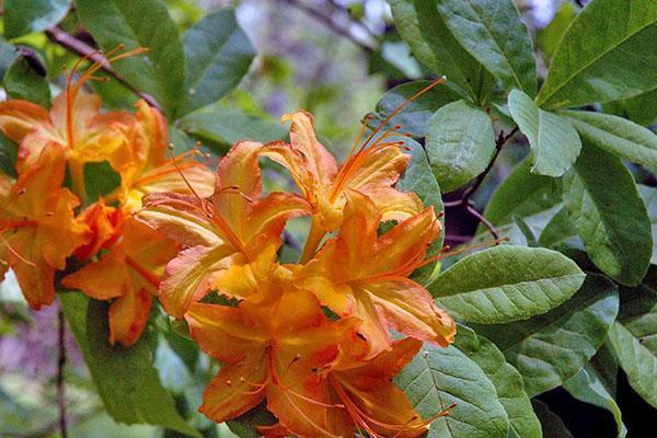 Azalea de jardín - rododendro