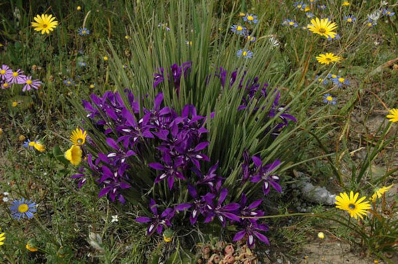 babiana dans le jardin