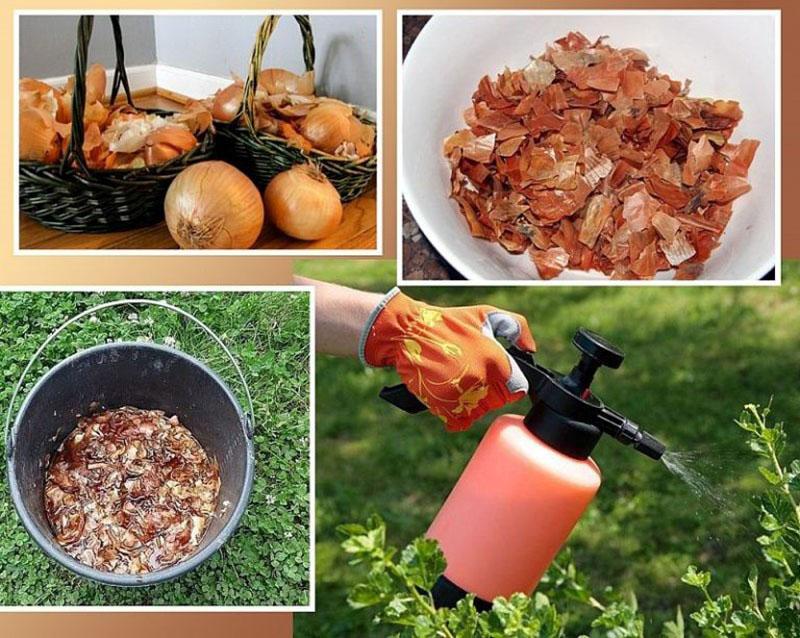utilisation de pelure d'oignon dans le jardin contre les parasites