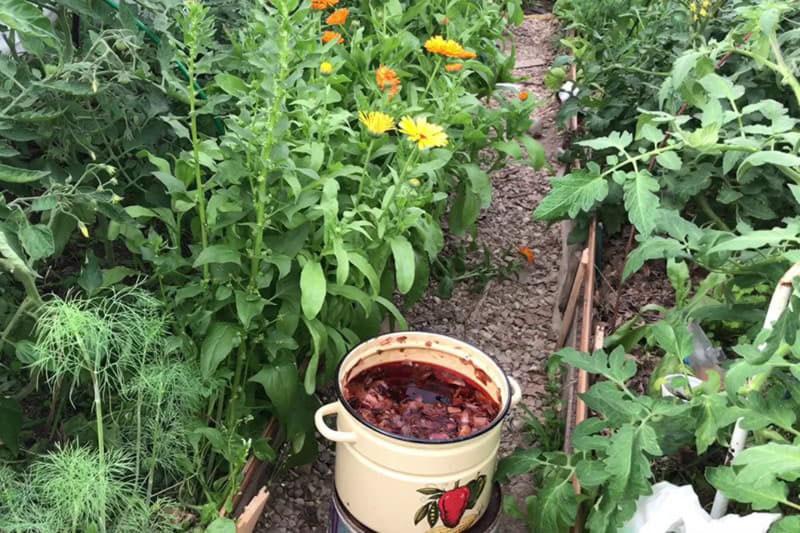 fertilización de plantas con cáscaras de cebolla