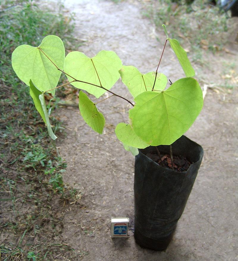 planta de semillero