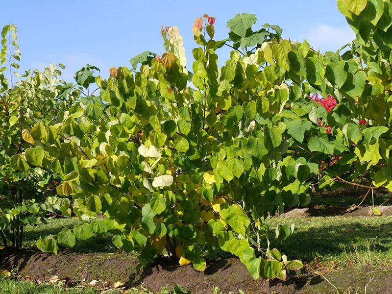 la planta necesita formación de corona