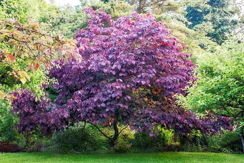 arbre décoratif