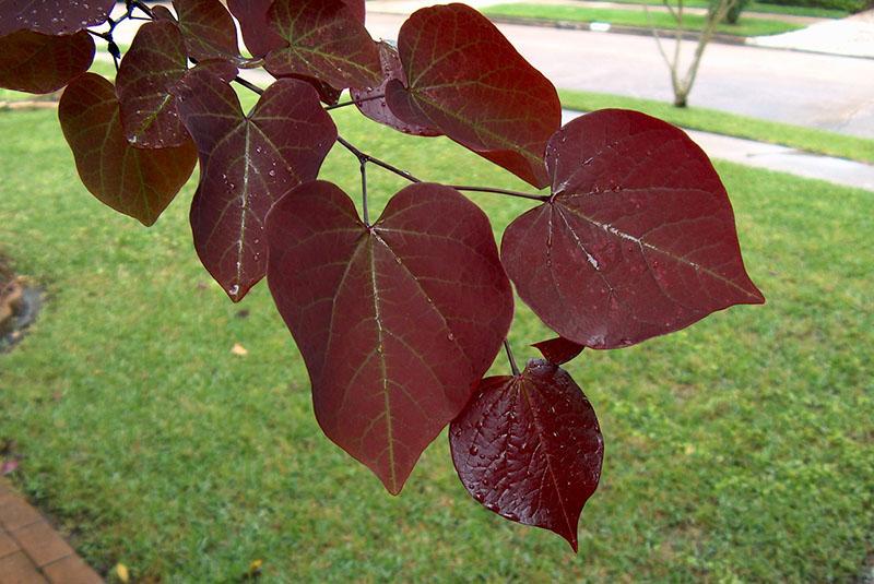 Cultivar de pensée forestière