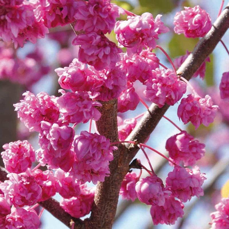 Grado de pompones rosas