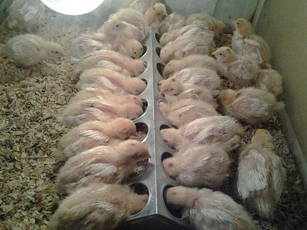 Los pollos reciben Enroxil antibacteriano