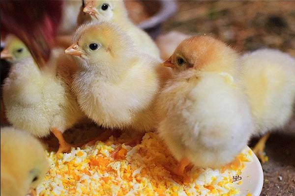 Los pollos reciben probióticos y vitaminas desde el primer día.